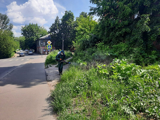 В Иванове обработают 10 очагов произрастания борщевика (список адресов)